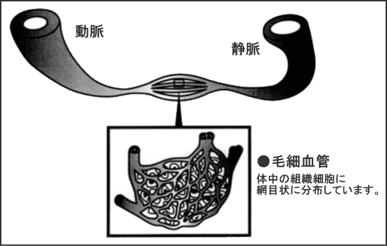 毛細血管図