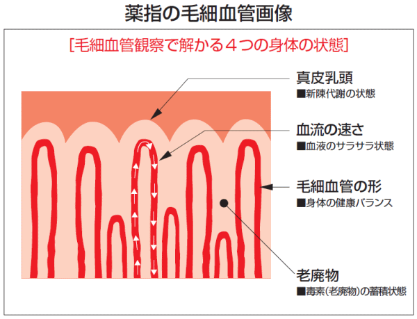 薬指の毛細血管画像 毛細血管観察で解る４つの身体の状態 真皮乳頭：新陳代謝の状態 血流の速さ：血液サラサラ状態 毛細血管の形：身体の健康バランス 老廃物：毒素（老廃物）の蓄積状態